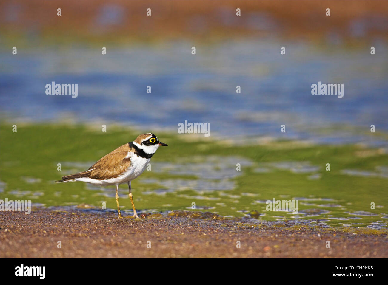 Flussregenpfeifer (Charadrius Dubius), stehend auf Graval, Griechenland Stockfoto