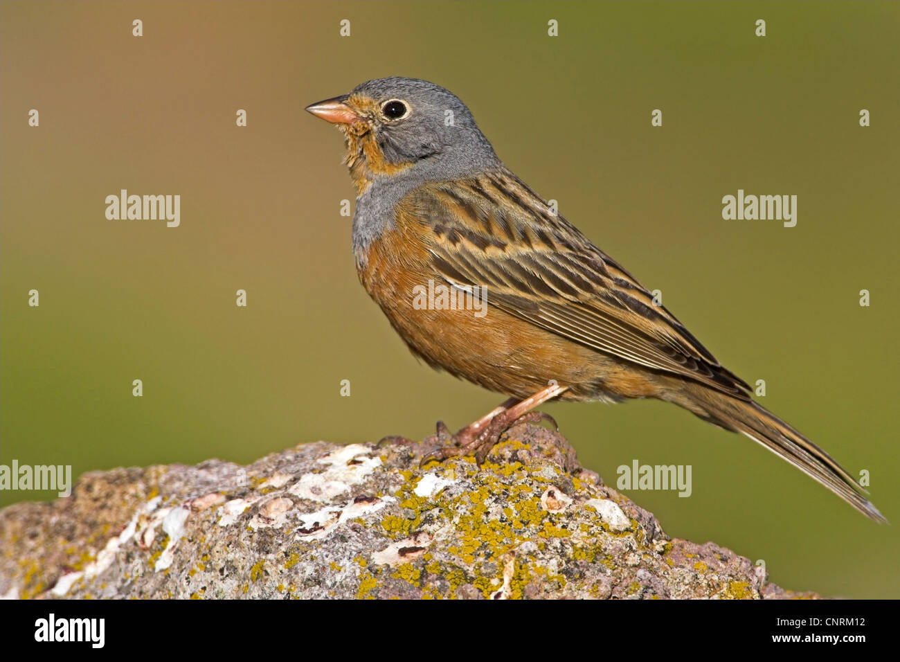 Cretzschmar-Wimpel (Emberiza Caesia), sitzen auf Stein, Griechenland, Lesbos Stockfoto