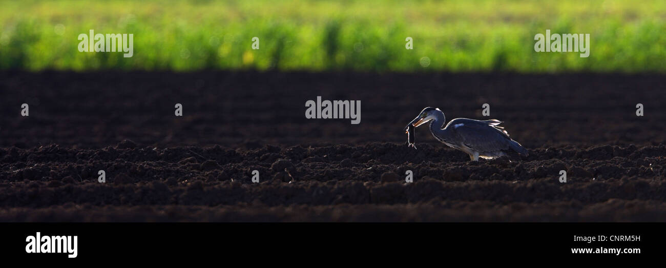 Graureiher (Ardea Cinerea), mit Gefangenen Maus auf ein Feld, Deutschland, Rheinland-Pfalz Stockfoto