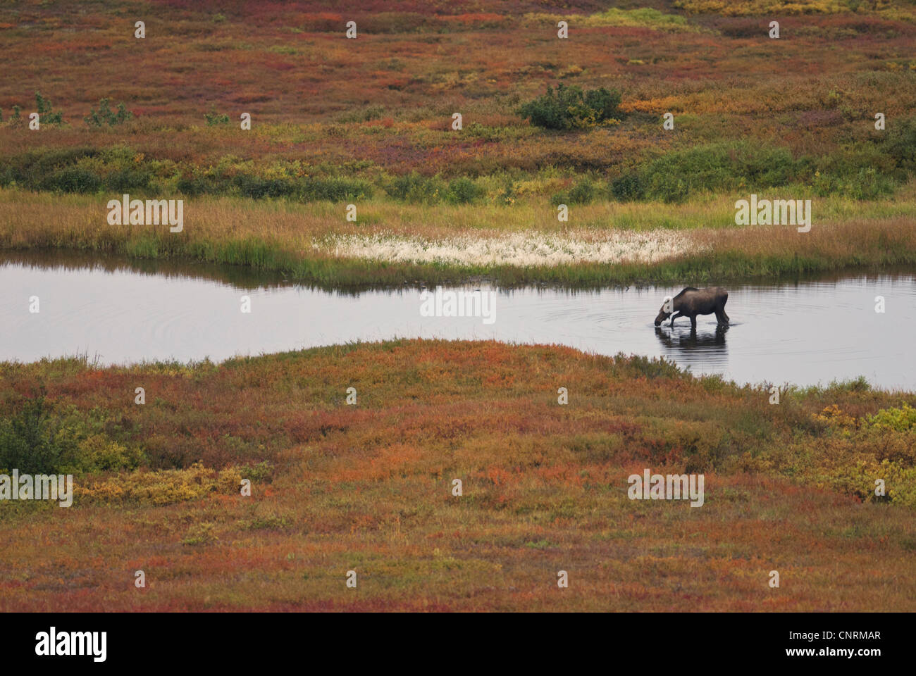 Elch Kuh watet durch einen Teich von aquatischen Gräsern ernähren. Denali Nationalpark, Alaska. Stockfoto