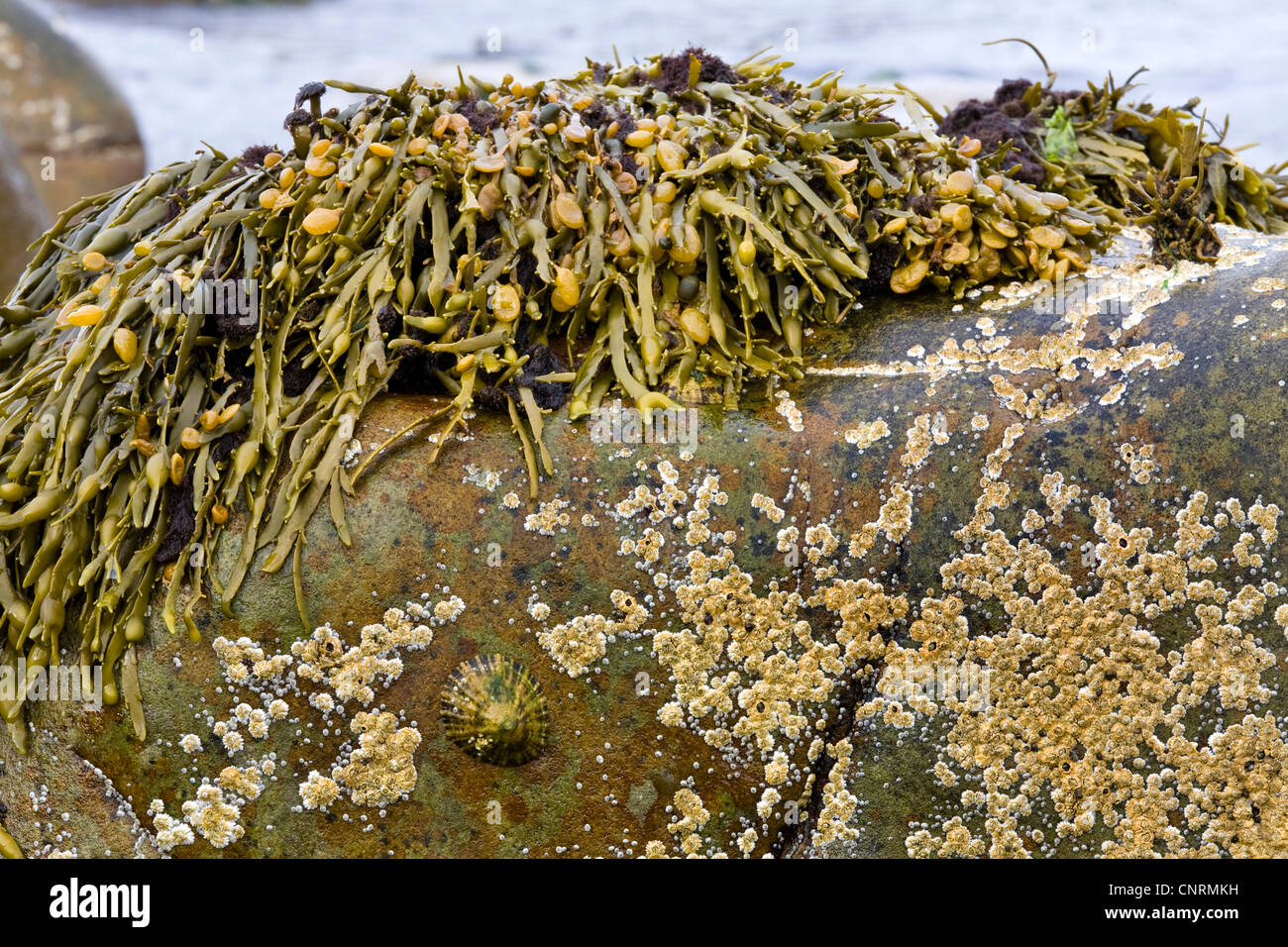 Blasentang (Fucus Vesiculosus), Blasentang, Patella und Balanidae auf Felsen bei Ebbe, Fair Isle, Shetland-Inseln, Schottland, Vereinigtes Königreich Stockfoto