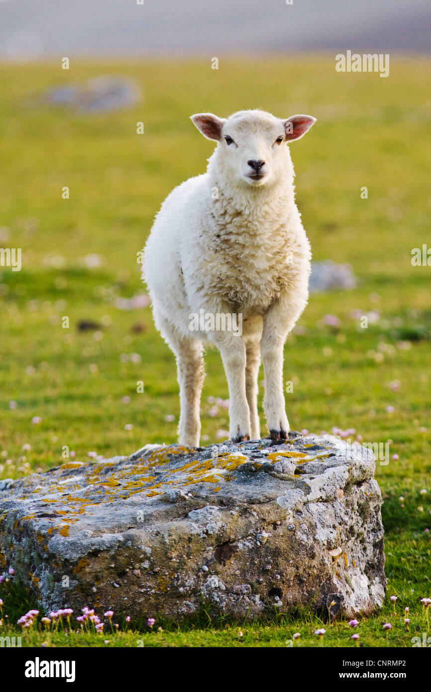 Hausschaf (Ovis Ammon F. Aries), Lamm steht auf einem Felsen, Fair Isle, Shetland-Inseln, Schottland, Vereinigtes Königreich Stockfoto