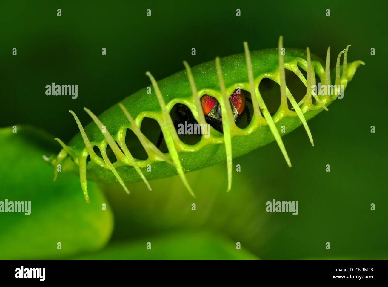 Grüne fliegen gefangen durch die Venusfliegenfalle (Dionaea Muscipula) Stockfoto