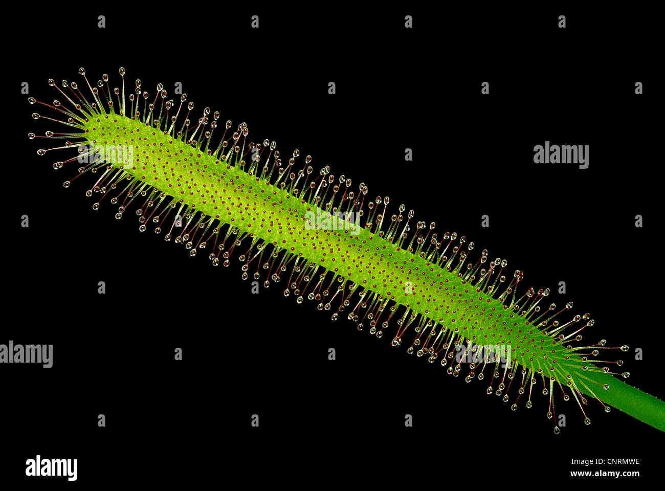 Sonnentau Drosera Capensis, eine fleischfressende Pflanze Stockfoto