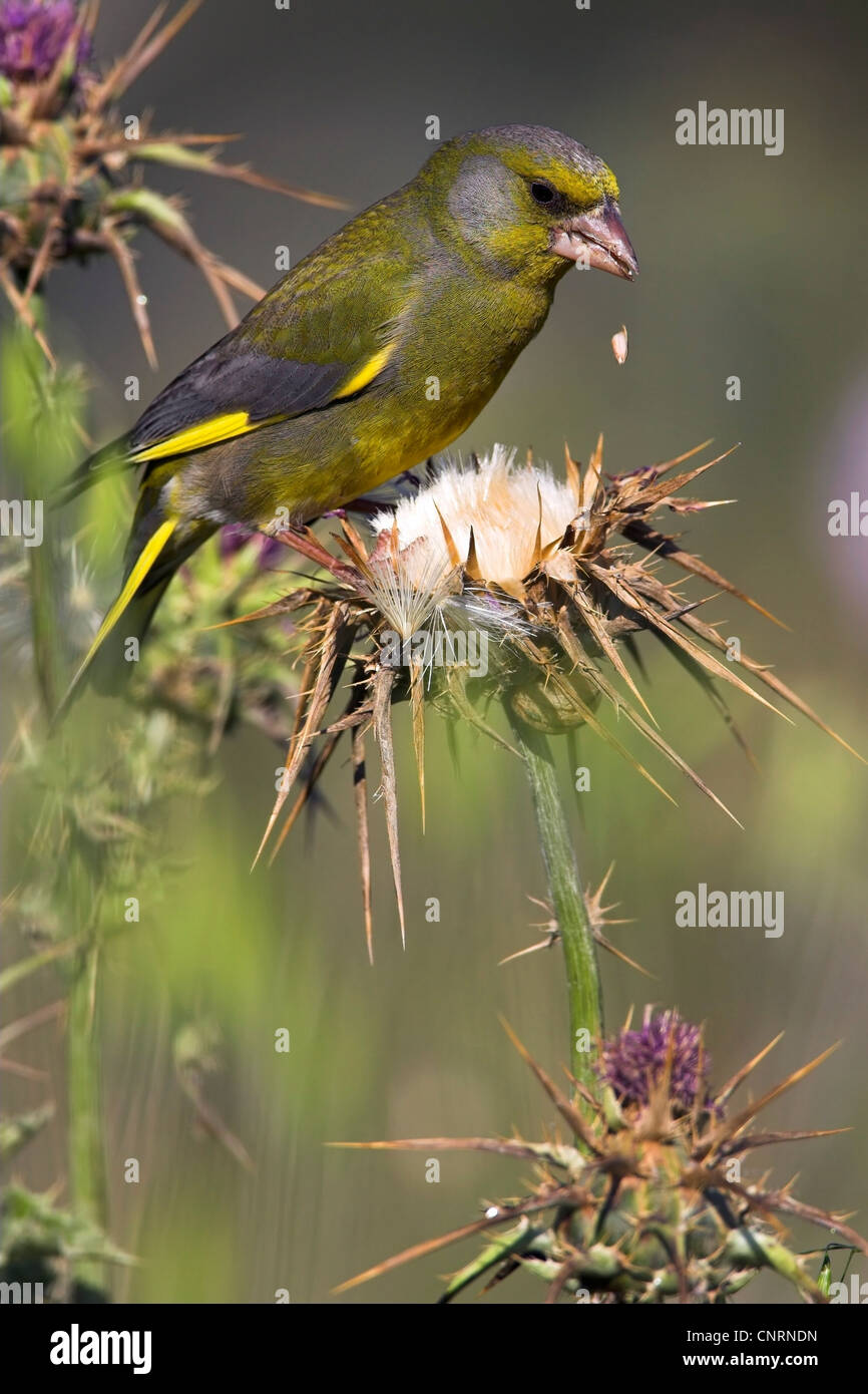 westlichen Grünfink (Zuchtjahr Chloris), ernährt sich von einer Distel, Deutschland Stockfoto