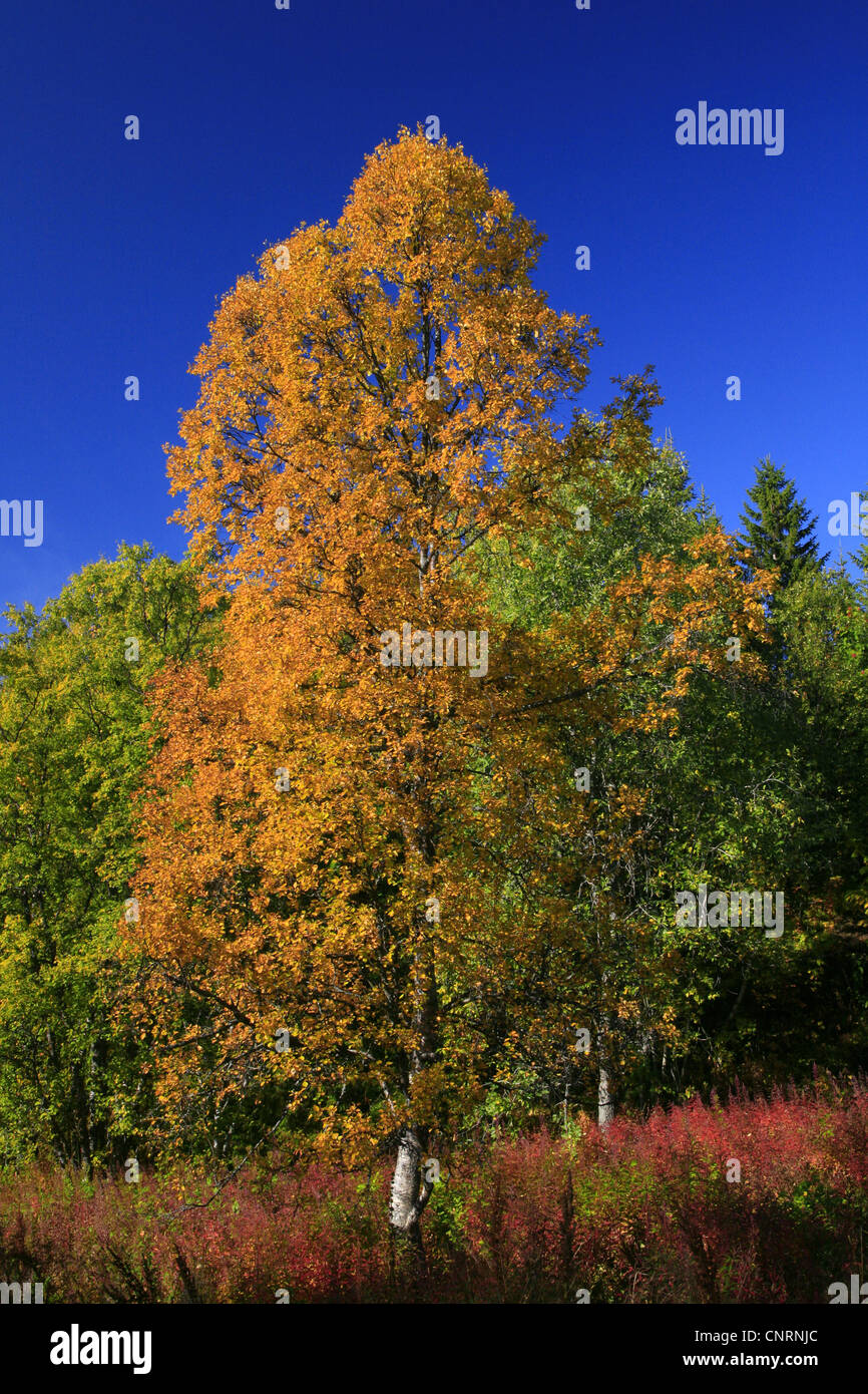 Birke (Betula spec.), im Herbst, Norwegen, Troms, Troms Stockfoto