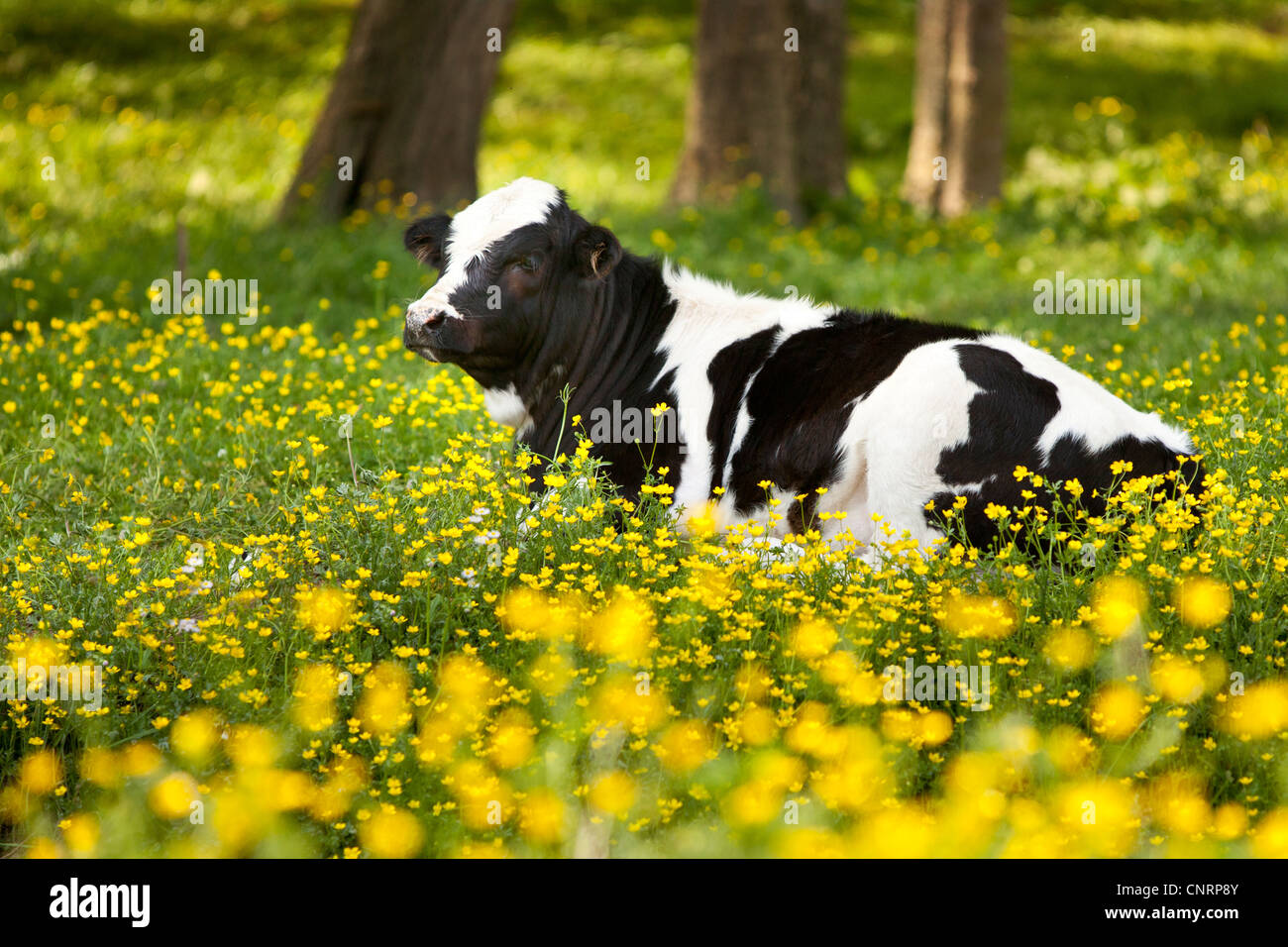 Junge Kuh entspannend in einem Feld von Wildblumen in der Nähe von Nashville Tennessee, USA Stockfoto