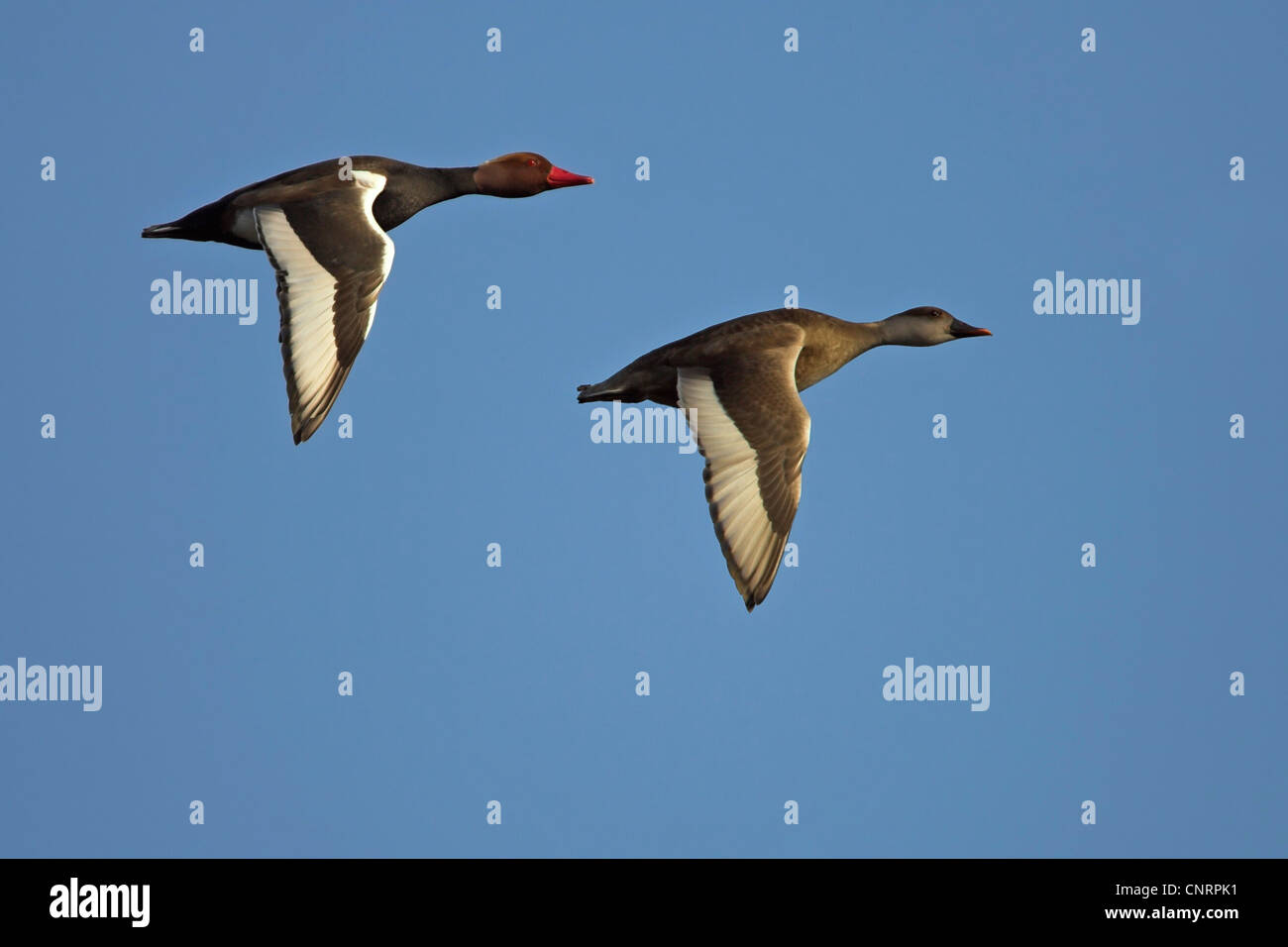 rot-crested Tafelenten (Netta Rufina), fliegende paar, Deutschland Stockfoto