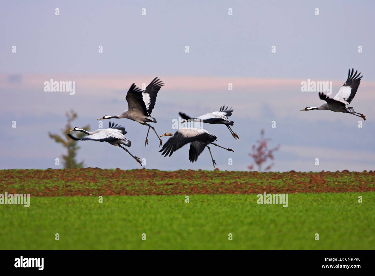 Kraniche (Grus Grus), fliegen Herde, Deutschland, Rheinland-Pfalz Stockfoto