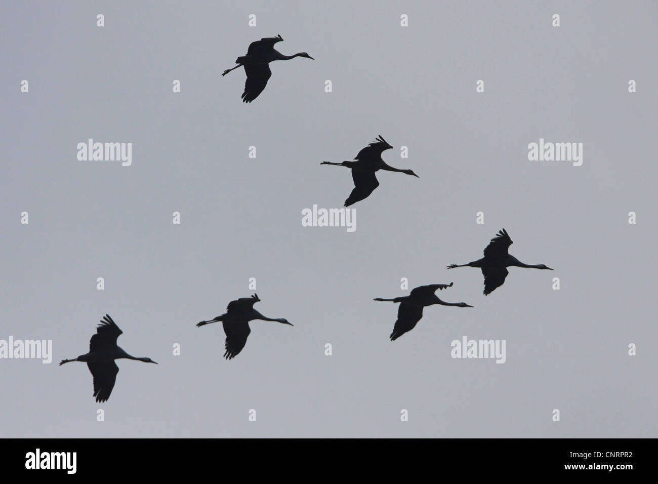 Kraniche (Grus Grus), fliegen Herde, Deutschland Stockfoto