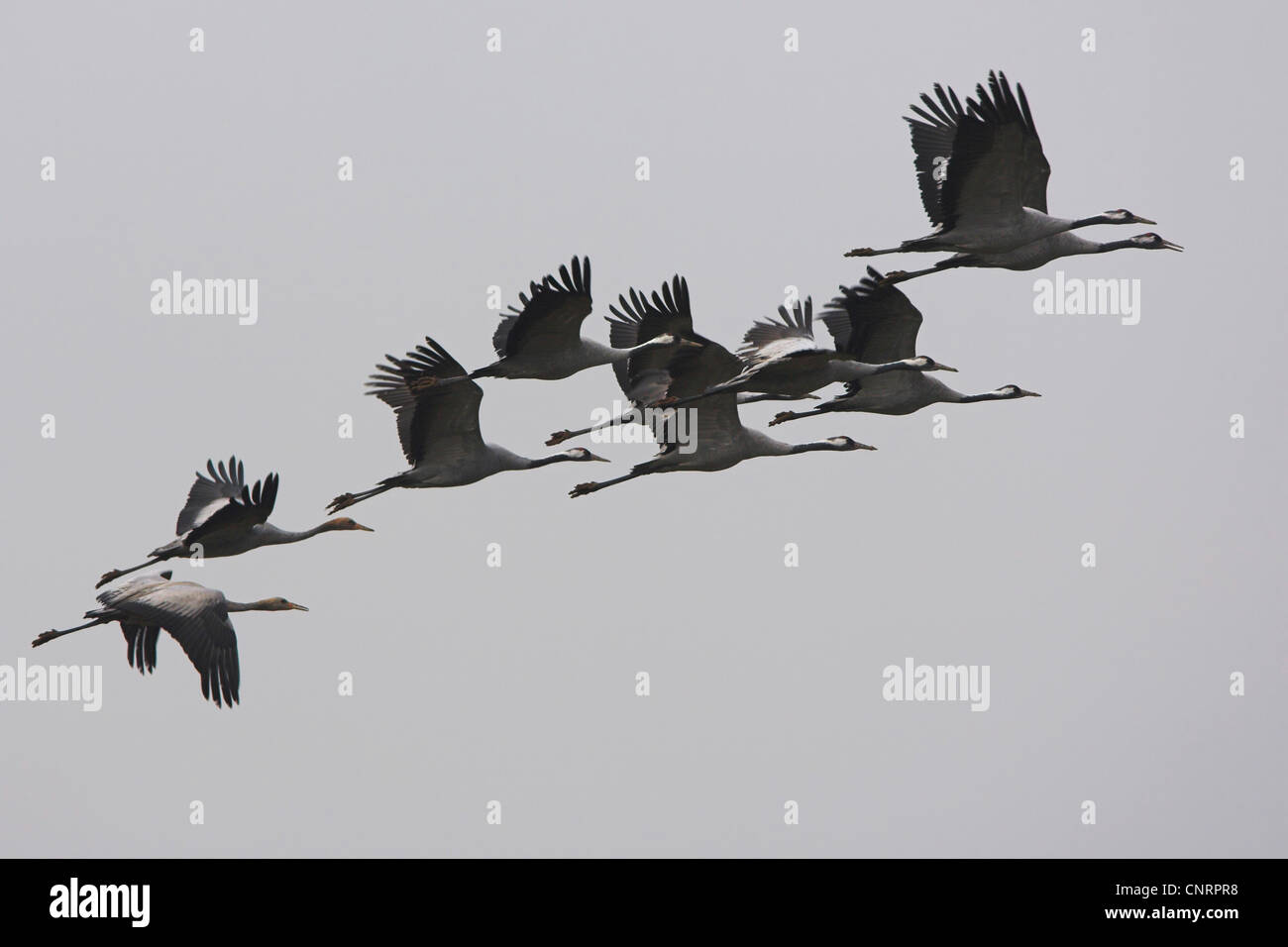 Kraniche (Grus Grus), fliegen Herde, Deutschland, Rheinland-Pfalz Stockfoto