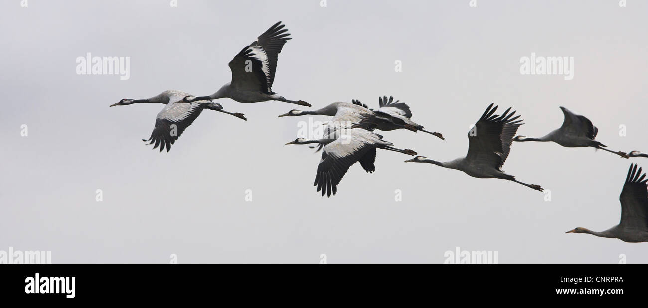 Kraniche (Grus Grus), fliegen Herde, Deutschland, Rheinland-Pfalz Stockfoto