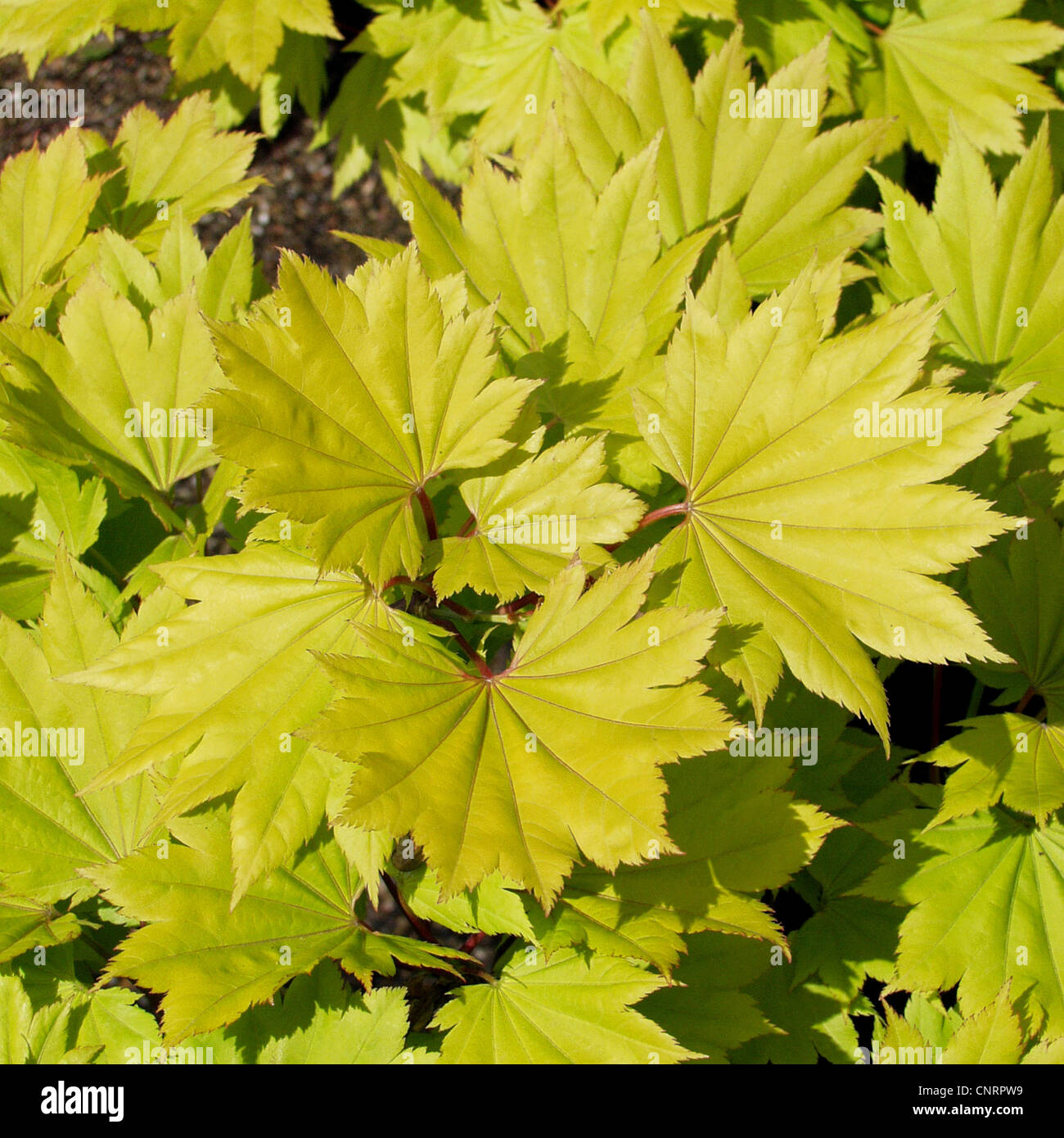 Golden Leaf Vollmond Ahorn, goldenen Vollmond Ahorn, japanischer Ahorn (Acer Shirasawanum), Sorte 'Aureum' Stockfoto