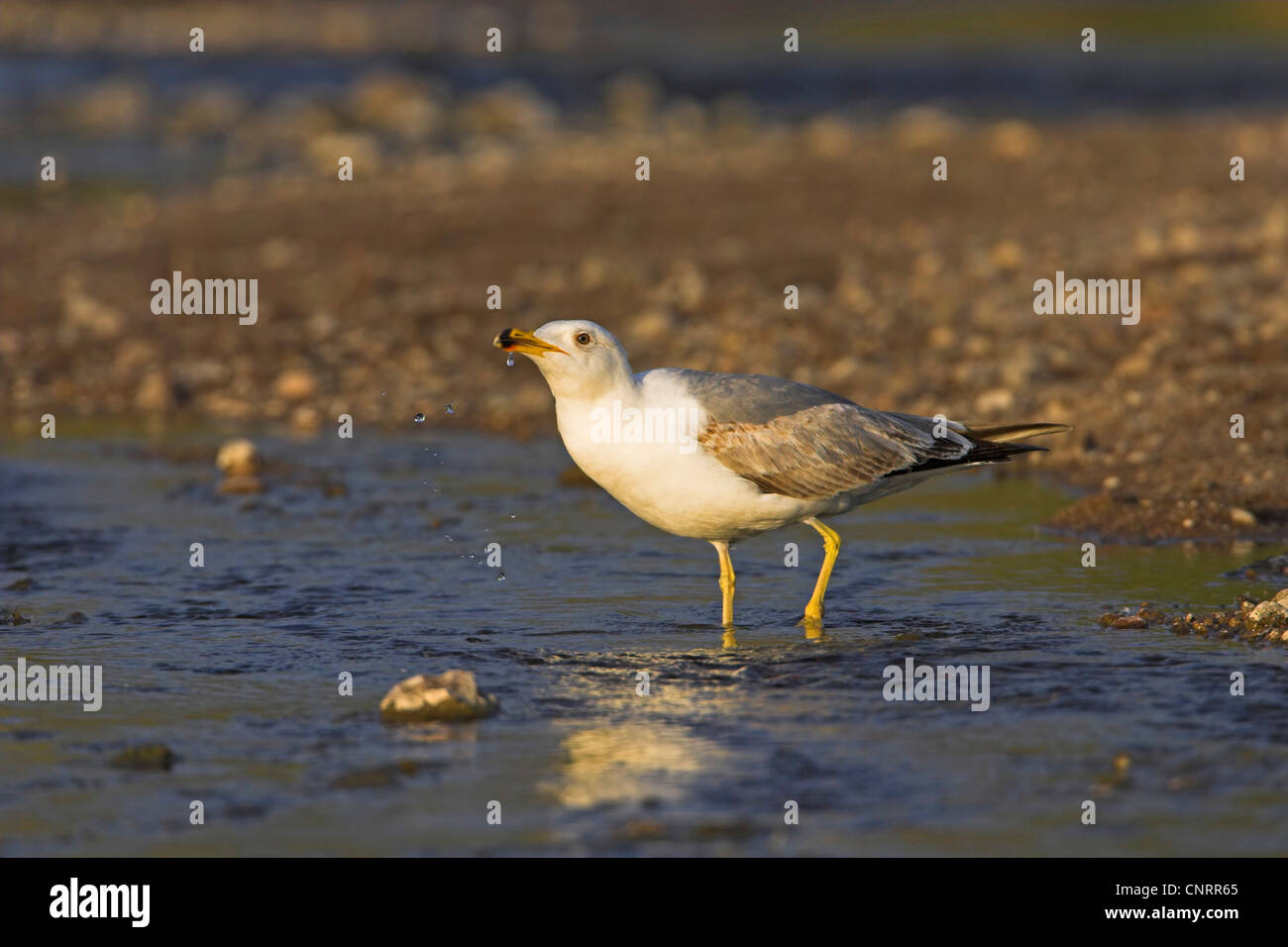 Gelb-legged Möve (Larus Michahellis), trinken in der Wasser-Rand, Griechenland, Lesbos Stockfoto