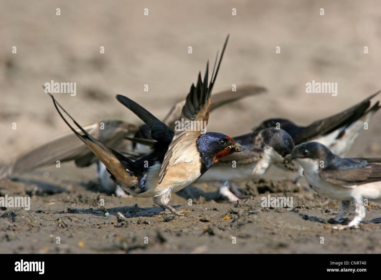 Rauchschwalbe (Hirundo Rustica), Gruppe sammeln Nistmaterial, Bulgarien Stockfoto