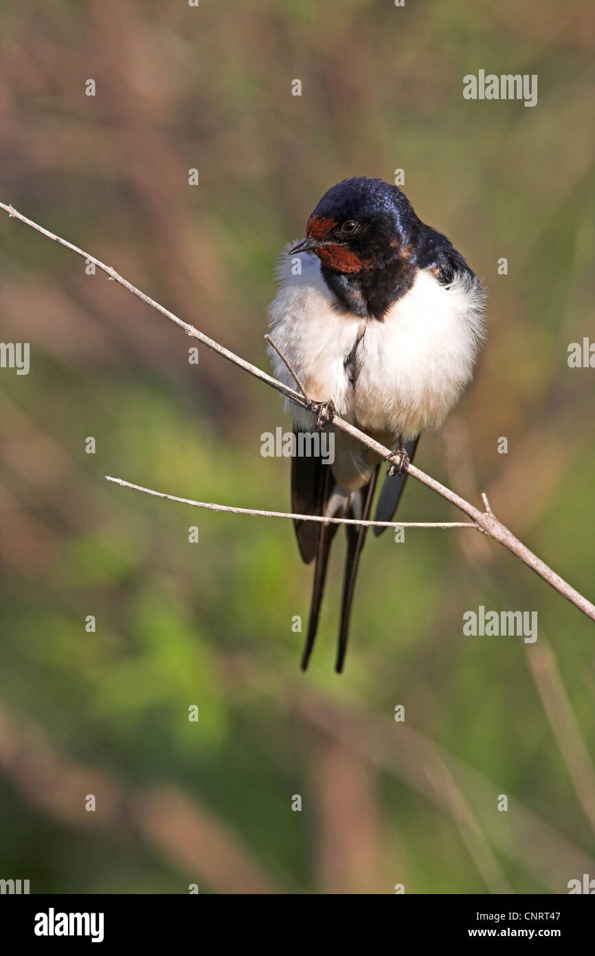 Rauchschwalbe (Hirundo Rustica), auf Zweig, Griechenland, Lesbos Stockfoto