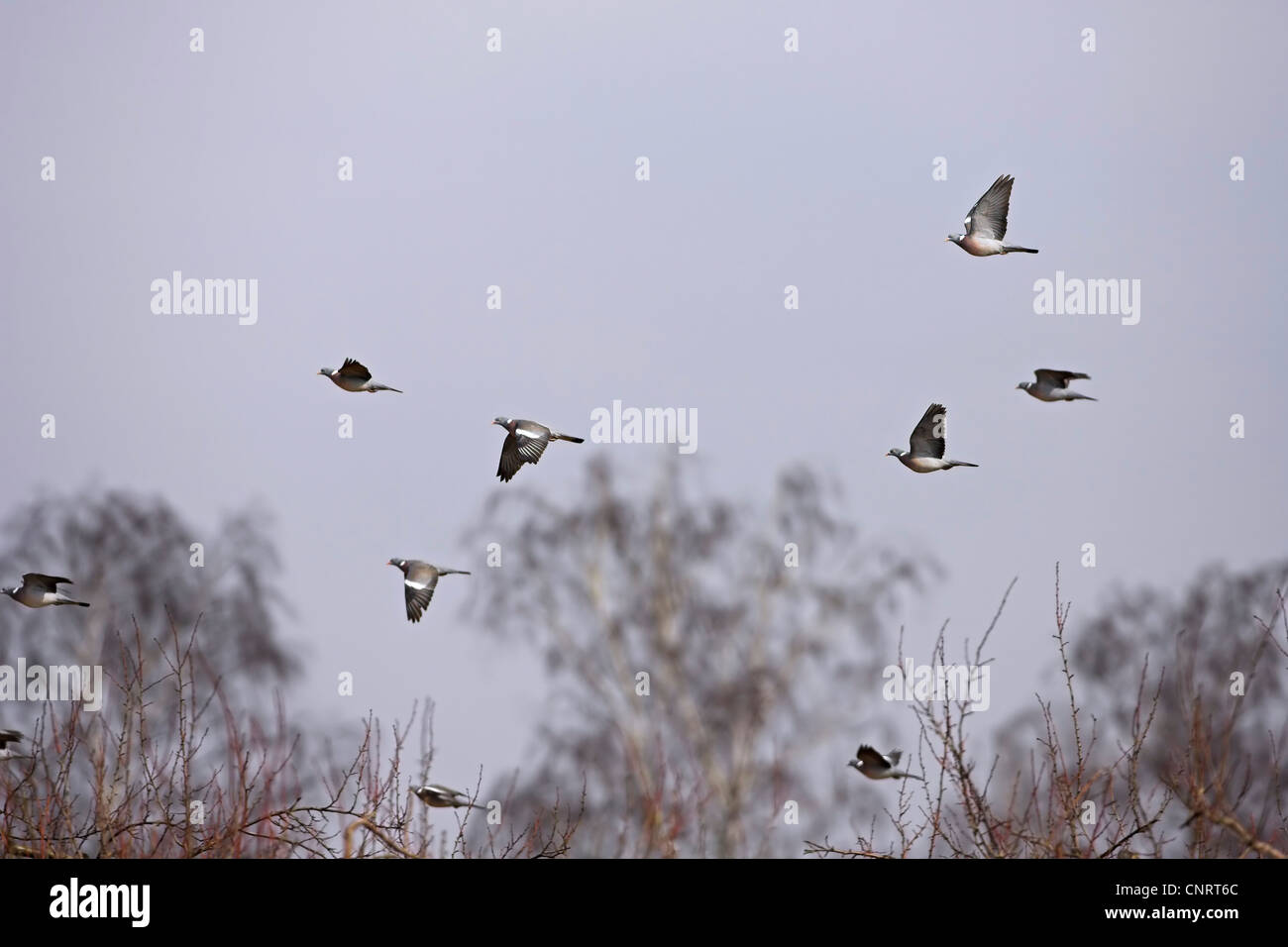 Ringeltaube (Columba Palumbus), fliegen Herde, Deutschland Stockfoto