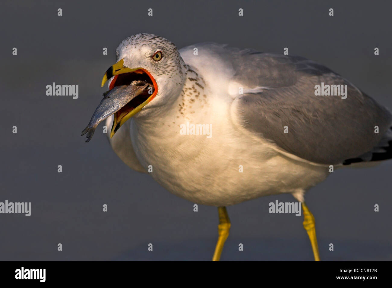 Ring-billed Möwe (Larus Delawarensis), isst eine Fisch, USA, Florida Stockfoto