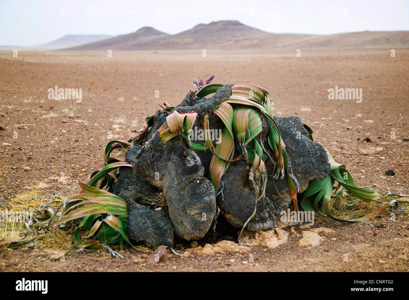 Baum Tumbo, Tumboa, Welwitschia (Welwitschia Mirabilis), Gewohnheit, Kenia, Namib Stockfoto