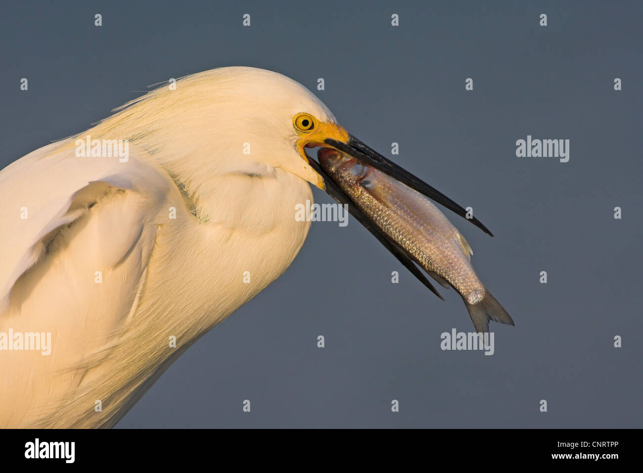 Snowy Silberreiher (Egretta unaufger), mit gefangenen Fisch in der Rechnung, USA, Florida Stockfoto