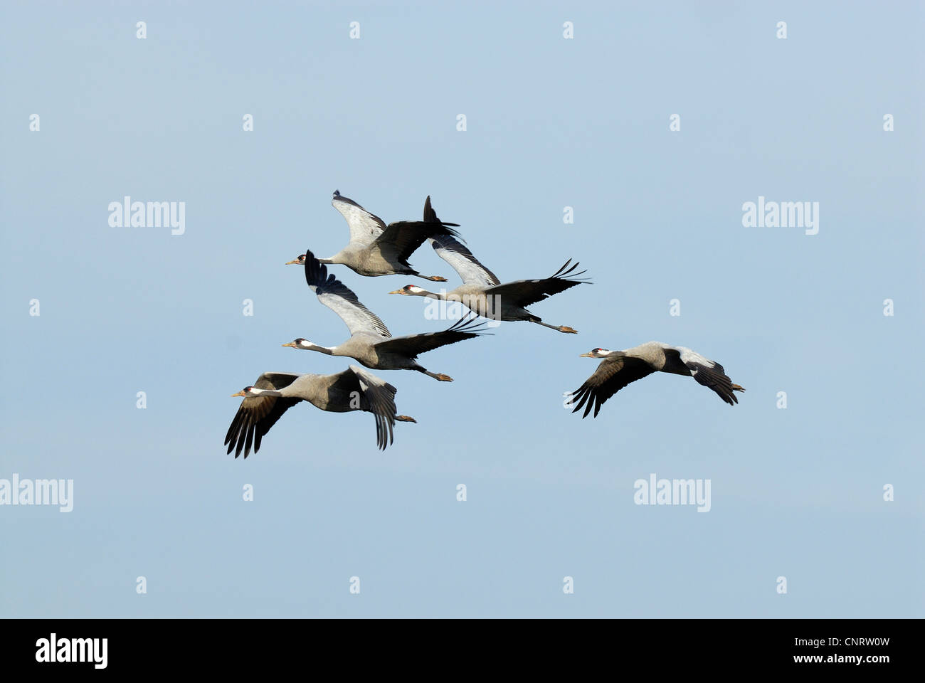 Kraniche (Grus Grus), Kran Migration, Deutschland, Mecklenburg-Vorpommern Stockfoto