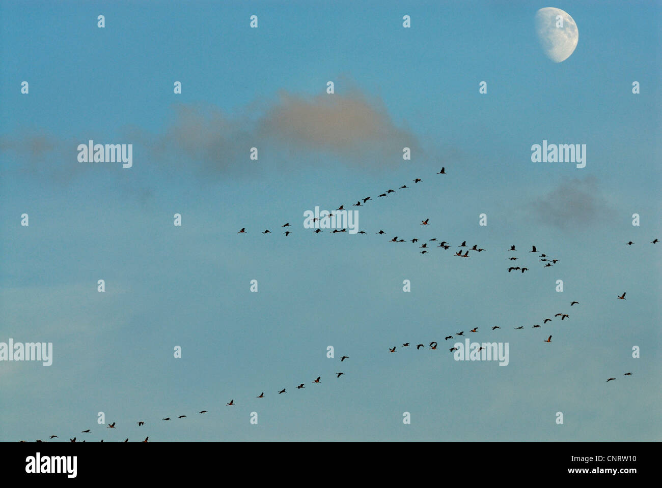 Kraniche (Grus Grus), Kran-Migration mit Mond, Deutschland, Niedersachsen Stockfoto