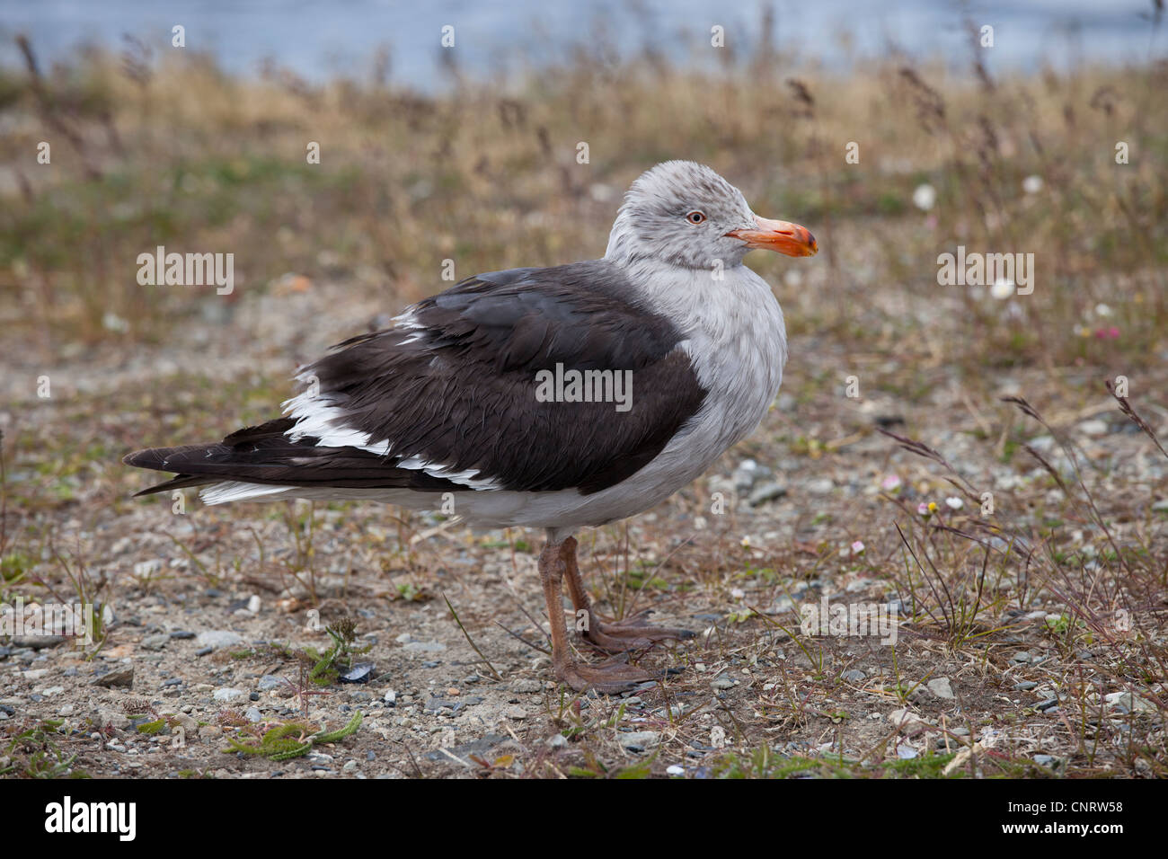 Delphin-Möwe (Leucophaeus Scoresbii), dritte Sommer Gefieder ruht in Ushuaia, Feuerland, Argentinien. Stockfoto