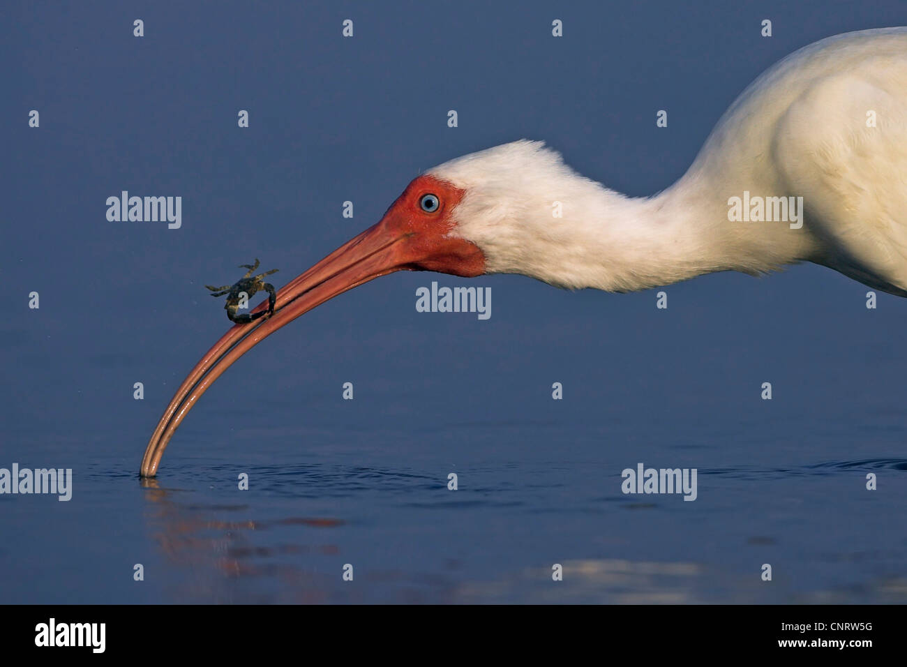 weißer Ibis (Eudocimus Albus), Essen eine Krabbe, USA, Florida Stockfoto