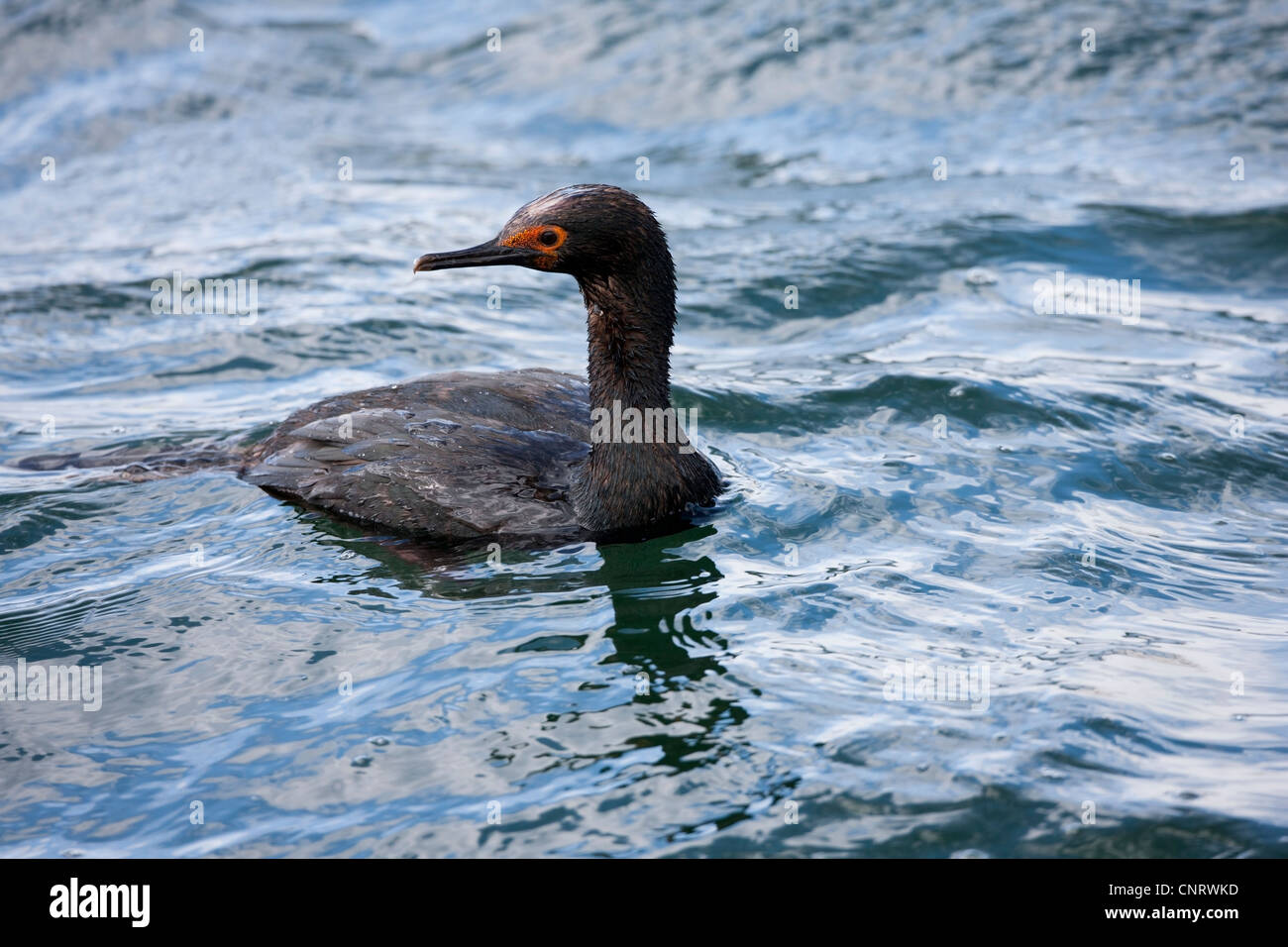 Magellan Kormoran (Phalacrocorax Magellanicus) in Ushuaia, Feuerland, Argentinien. Stockfoto