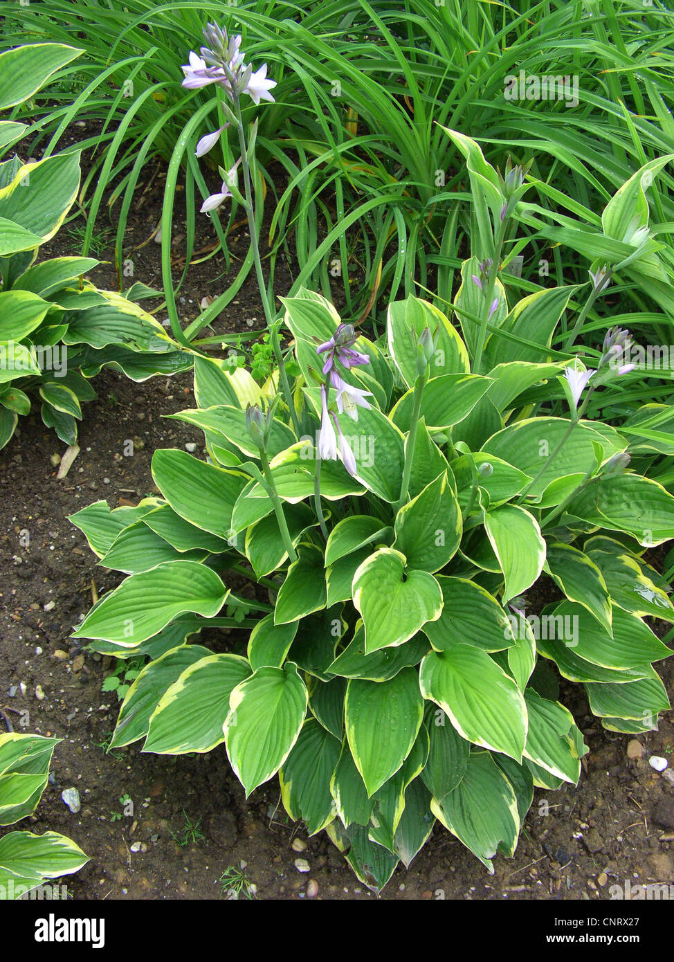 Wegerich Lily (Hosta Fortunei), Sorte Aureomarginata, blühen Stockfoto