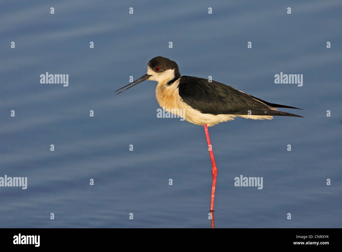 Stelzenläufer (Himantopus Himantopus), stehend im Wasser, Griechenland, Lesbos Stockfoto