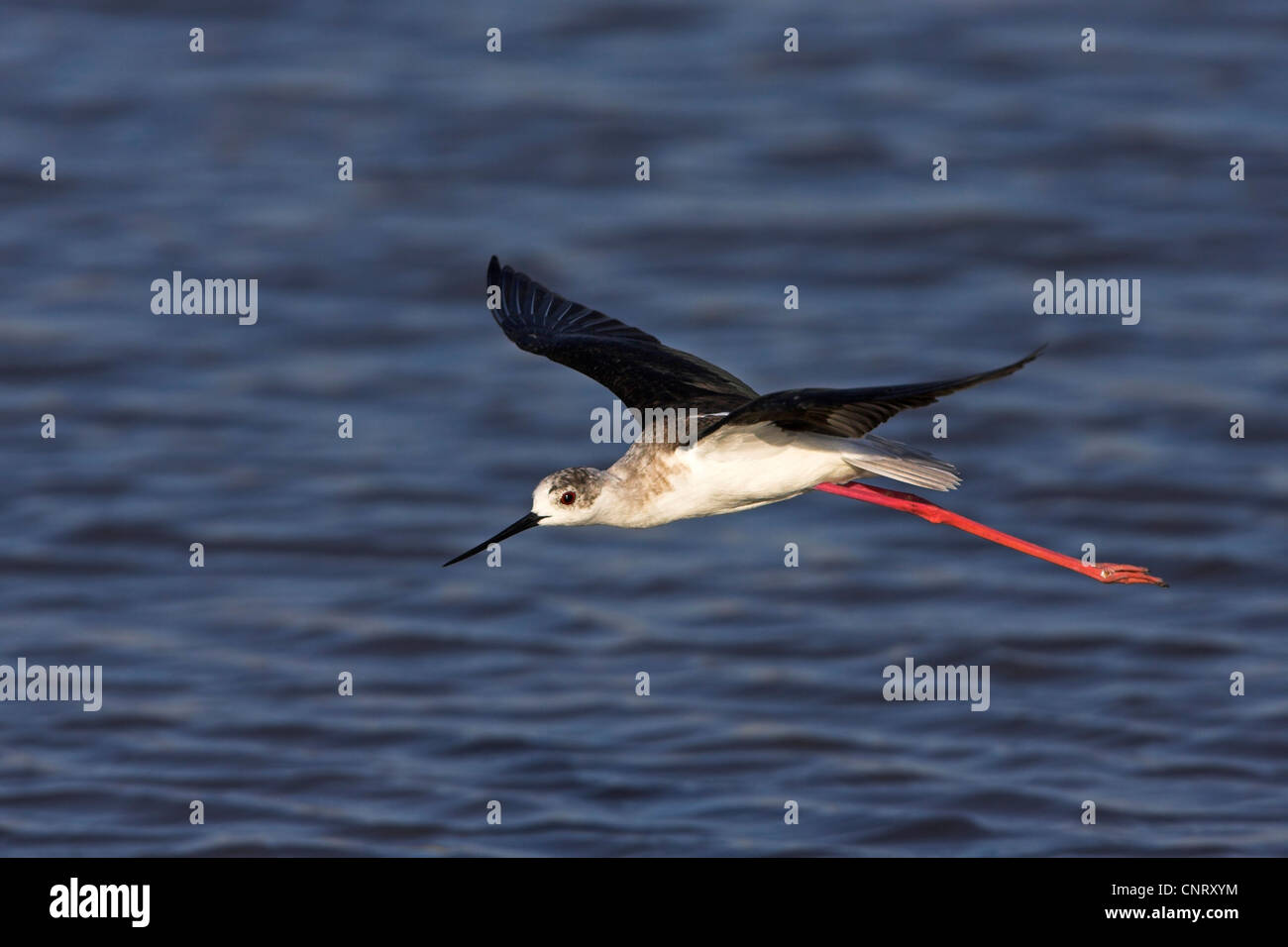 Stelzenläufer (Himantopus Himantopus), fliegen, Griechenland, Lesbos Stockfoto