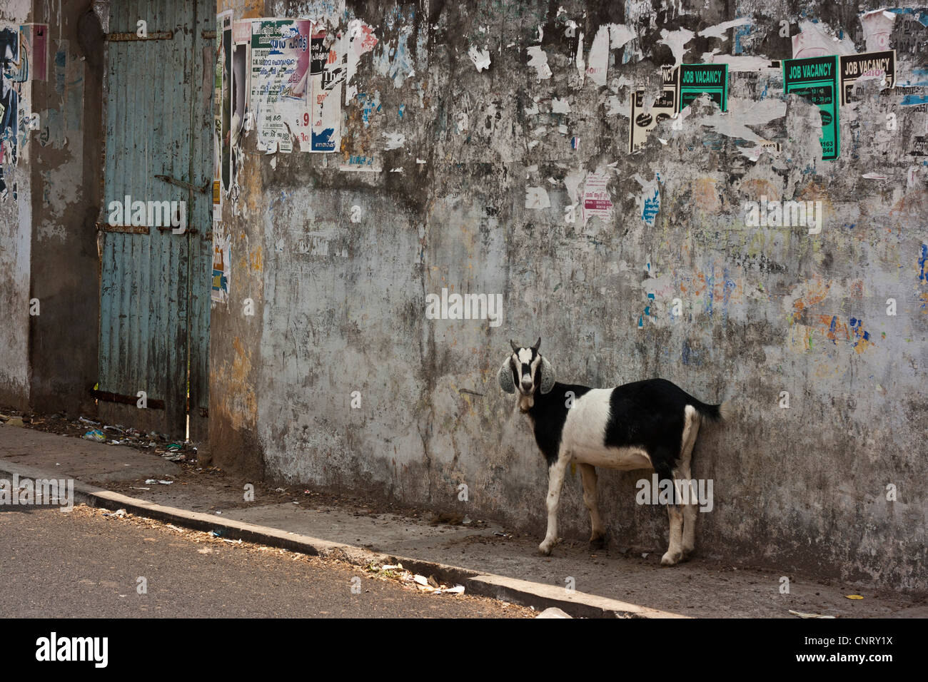 Ziege in der Nähe der Wand, Indien, Kerala Zustand, Stadt Kochin Stockfoto