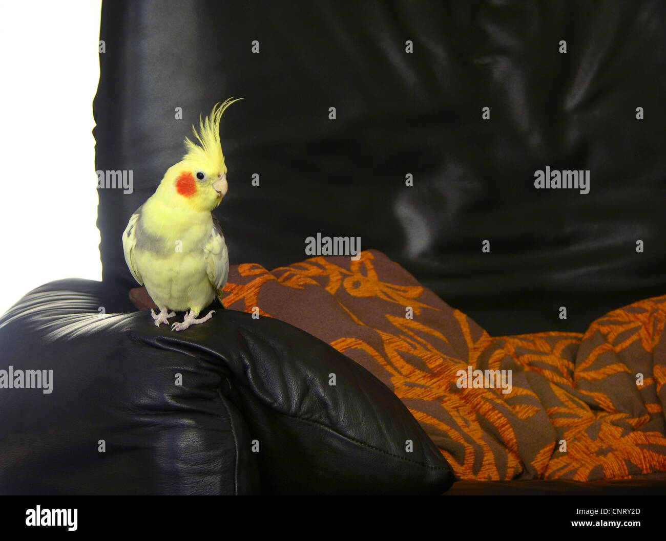 Nymphensittich (Nymphicus Hollandicus), individuelle auf sofa Stockfoto