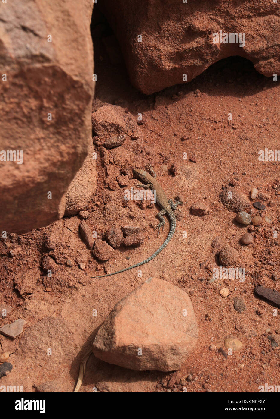 Eine Lacerta Laevis Eidechse gesehen in den sandigen und steinigen Wüste Wadi Rum (geschützter Bereich) in Jordanien. Stockfoto