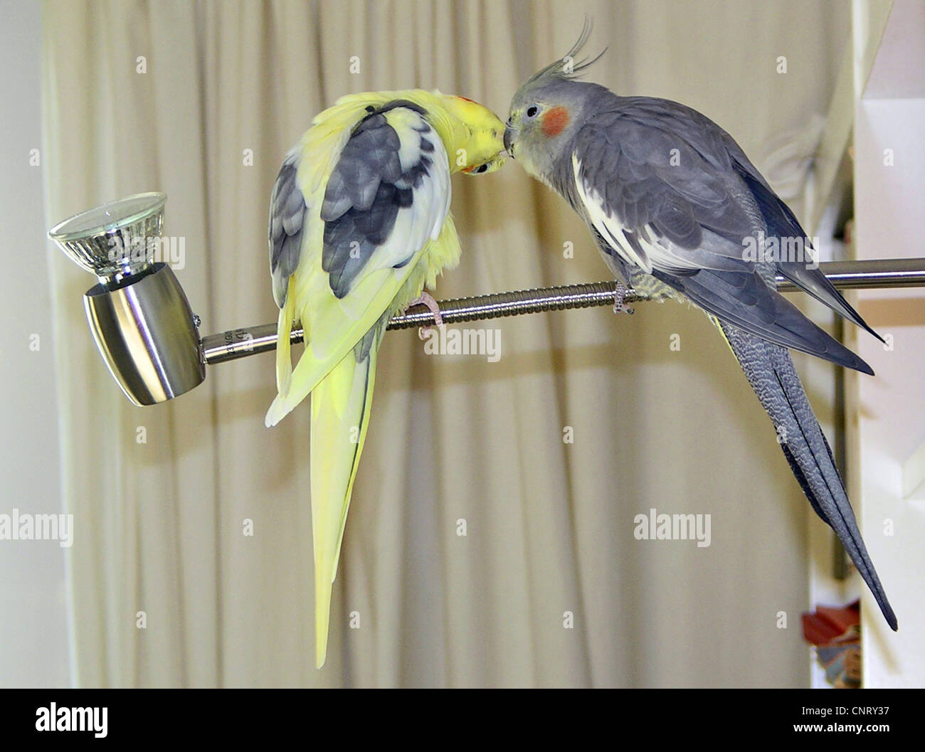 Nymphensittich (Nymphicus Hollandicus), zwei Individuen, die Abrechnung auf eine Lampe Stockfoto