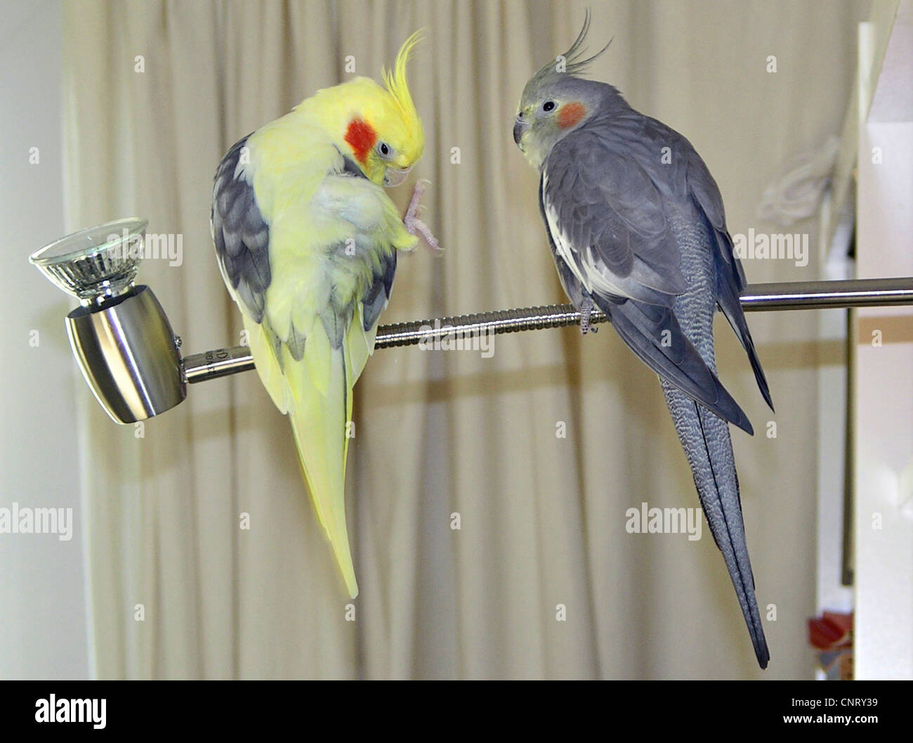 Nymphensittich (Nymphicus Hollandicus), zwei Individualson eine Lampe Stockfoto