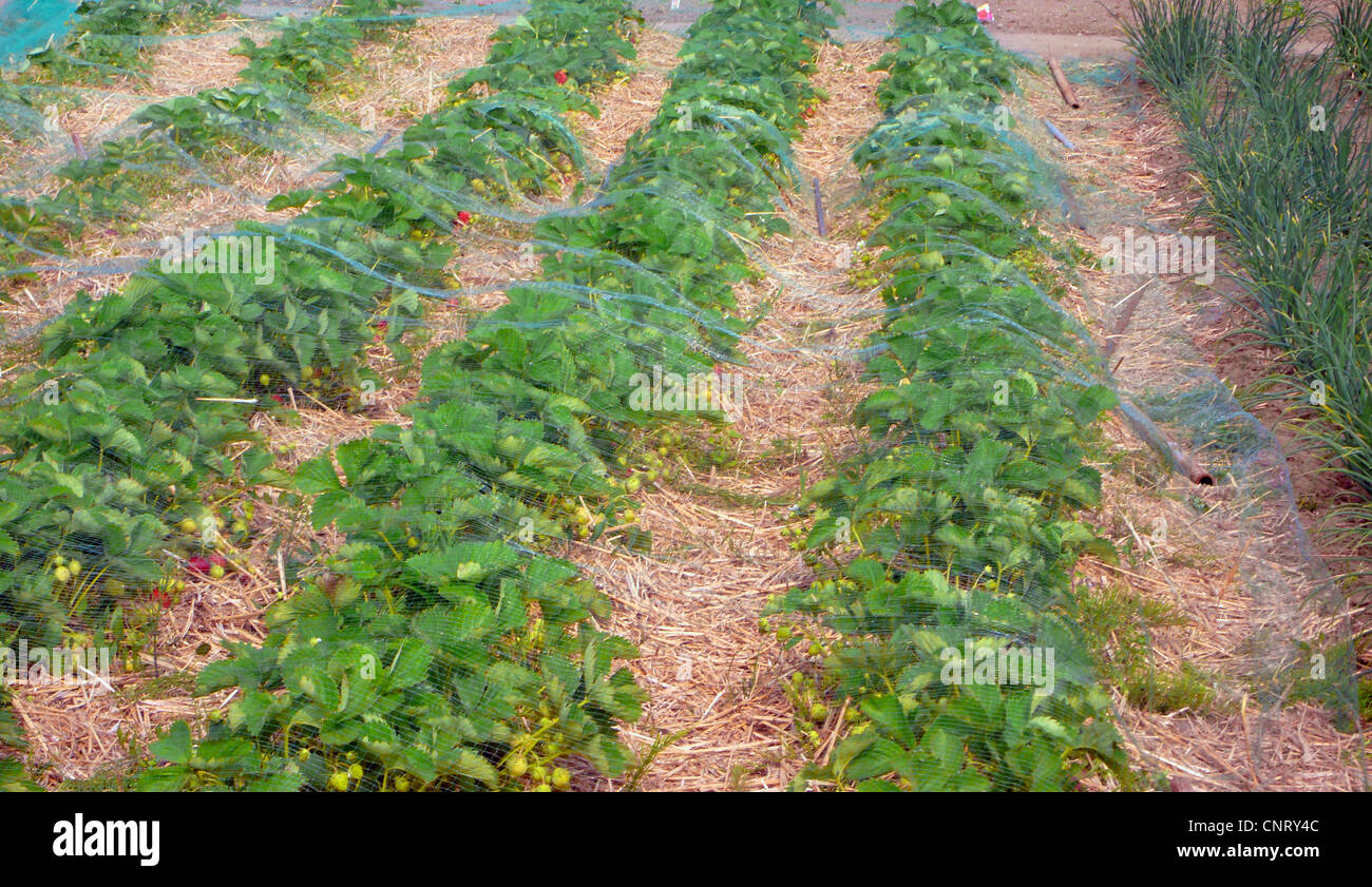 Hybrid-Erdbeere, Garten-Erdbeere (Fragaria X ananassa, Fragaria Ananassa), Erdbeeren mit Stroh und geschützt durch ein Vogelnetz, Deutschland Stockfoto