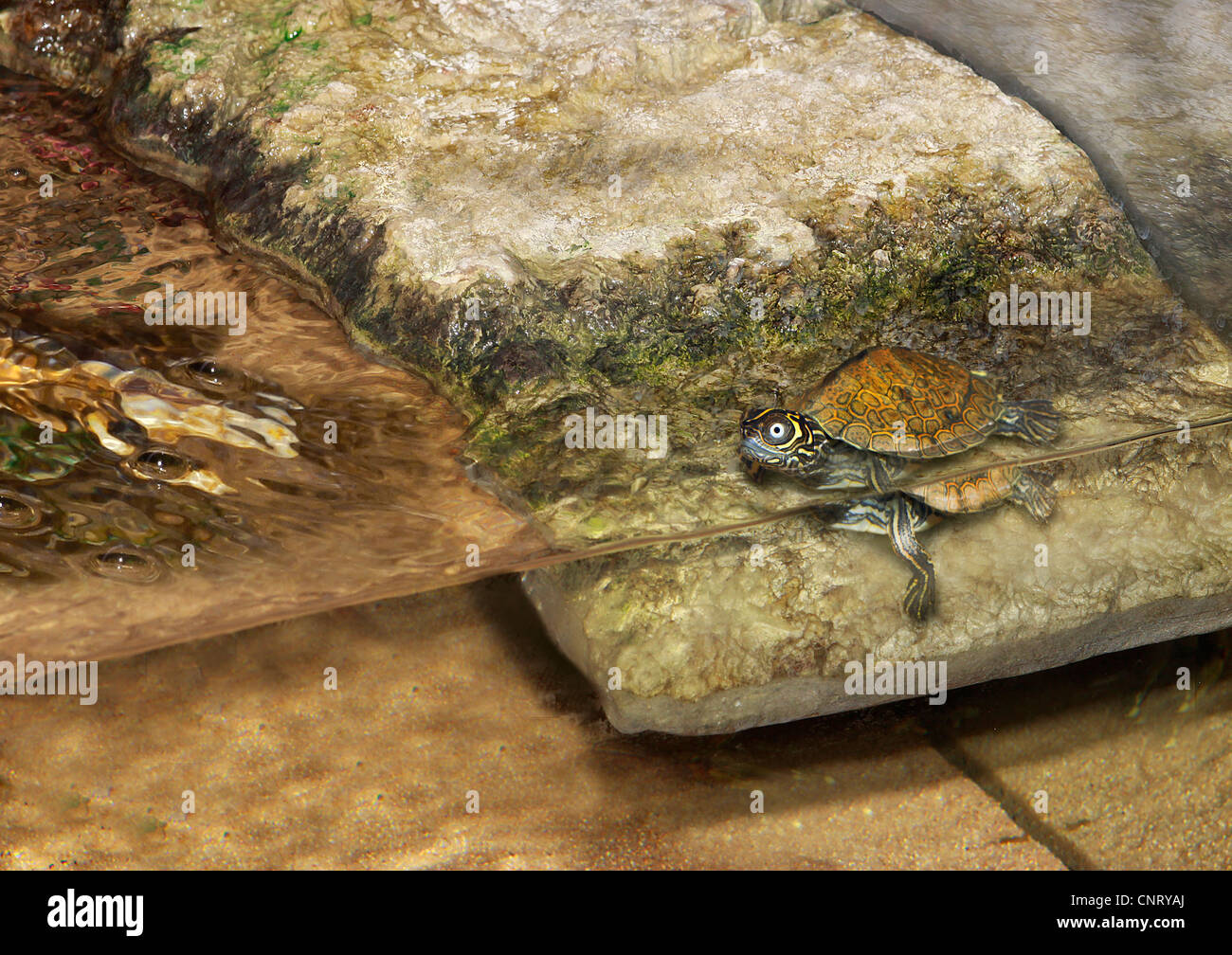 Schildkröte im terrarium Stockfoto