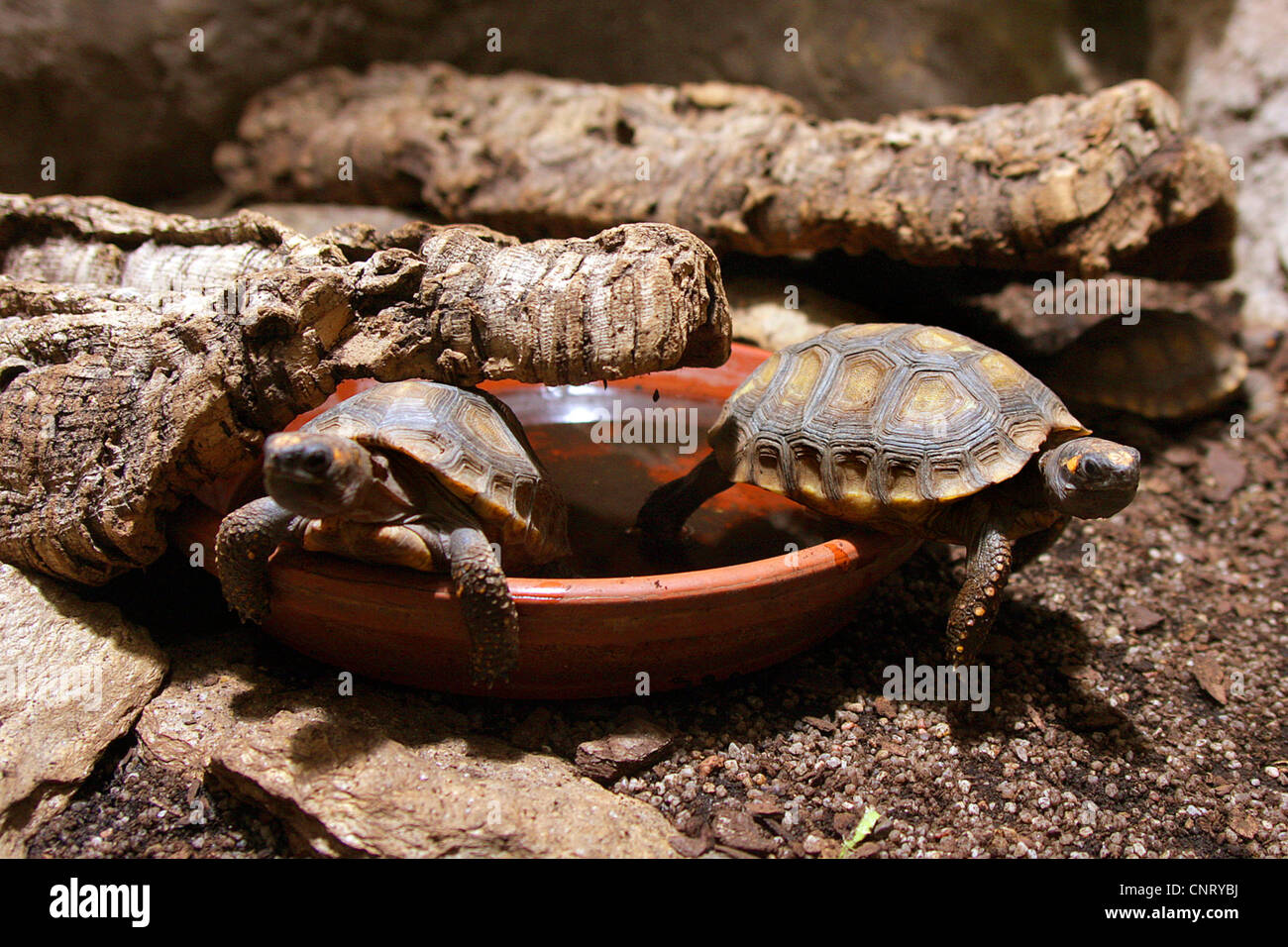 zwei Schildkröten im terrarium Stockfoto