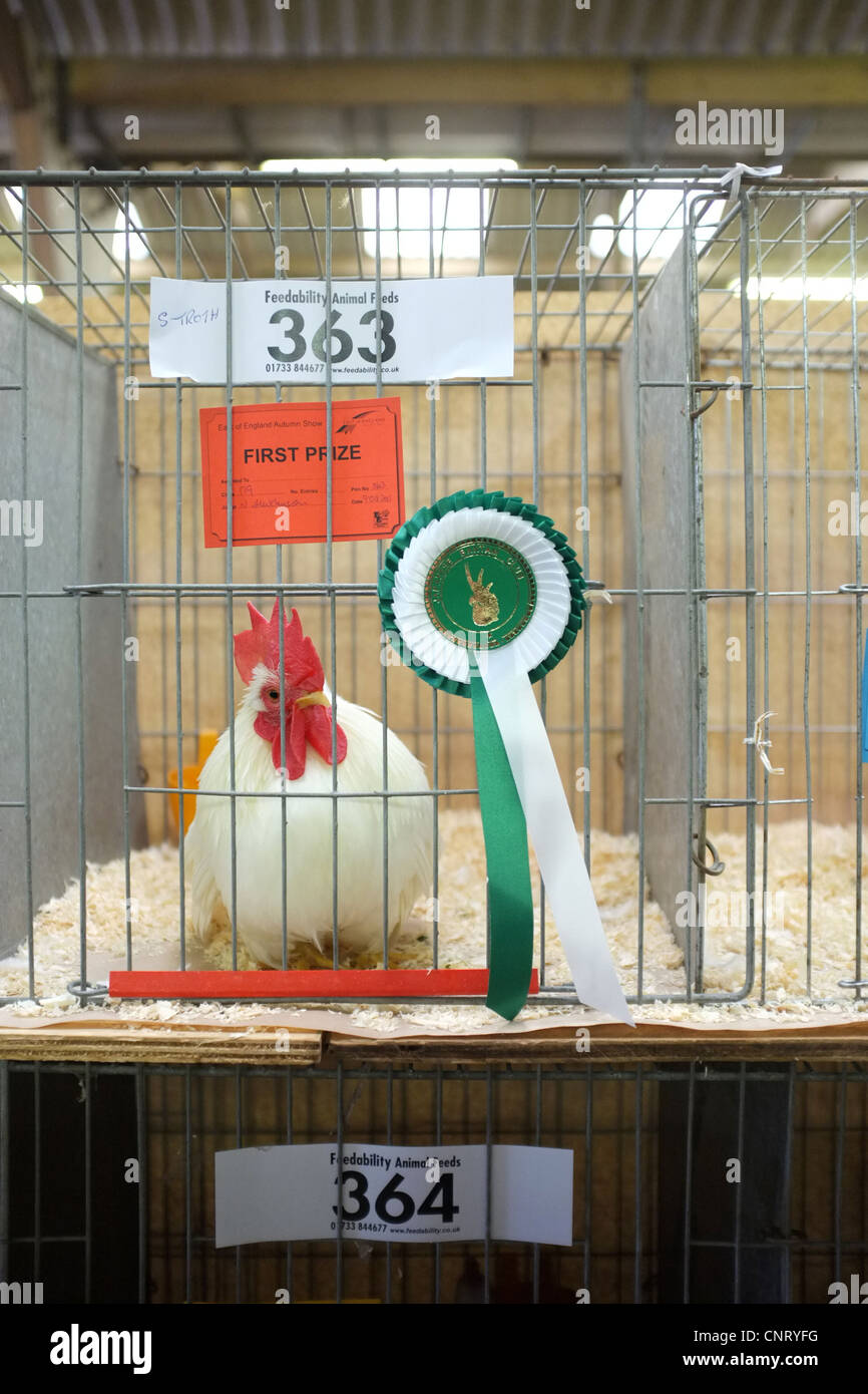 Hühner bei einer show Stockfoto
