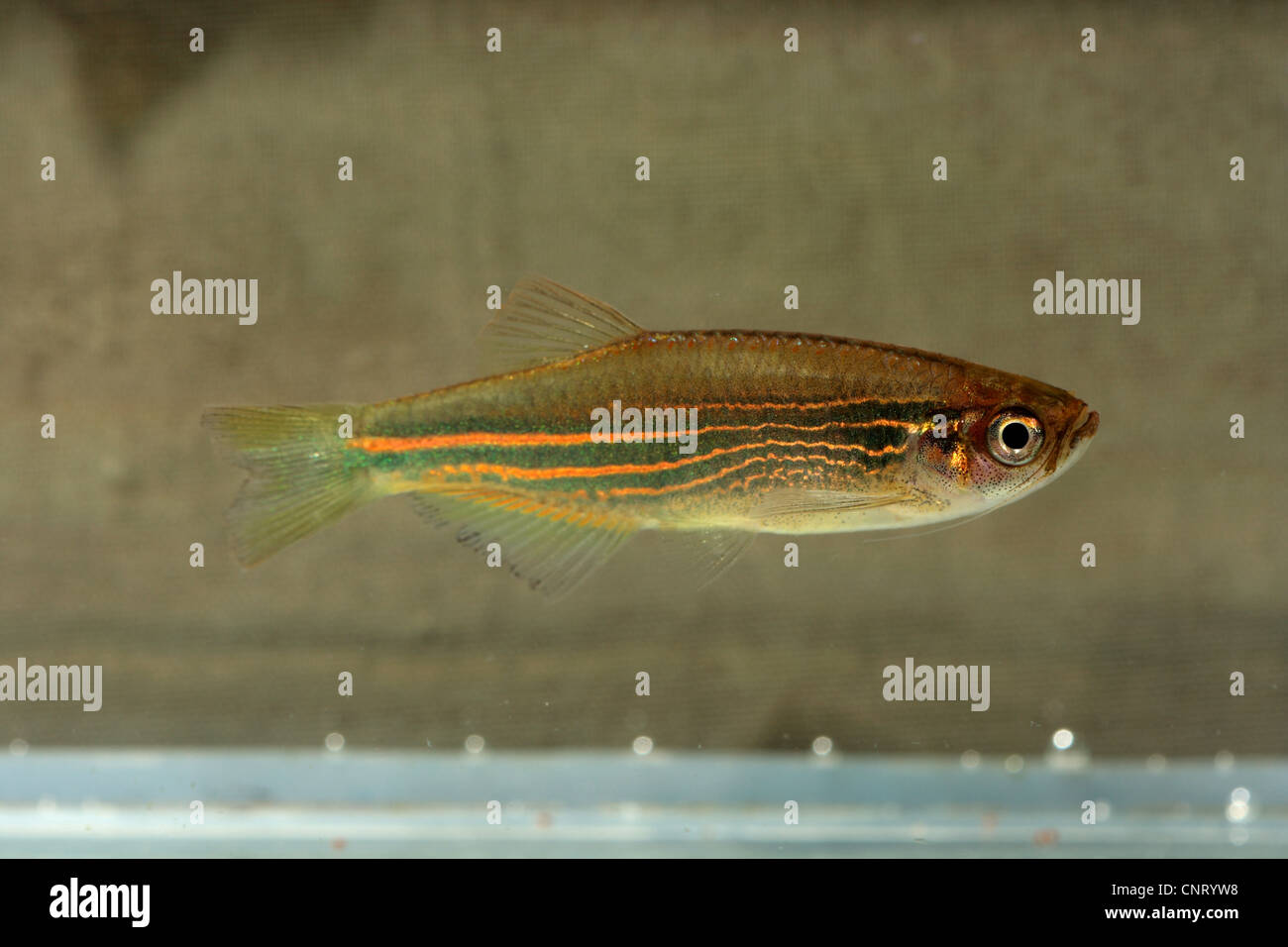 Blaue Danio, Skiteam Danio, Kerri Danio (Danio Kerri), wildes Tier, Thailand, Khao Lok NP gefangen Stockfoto