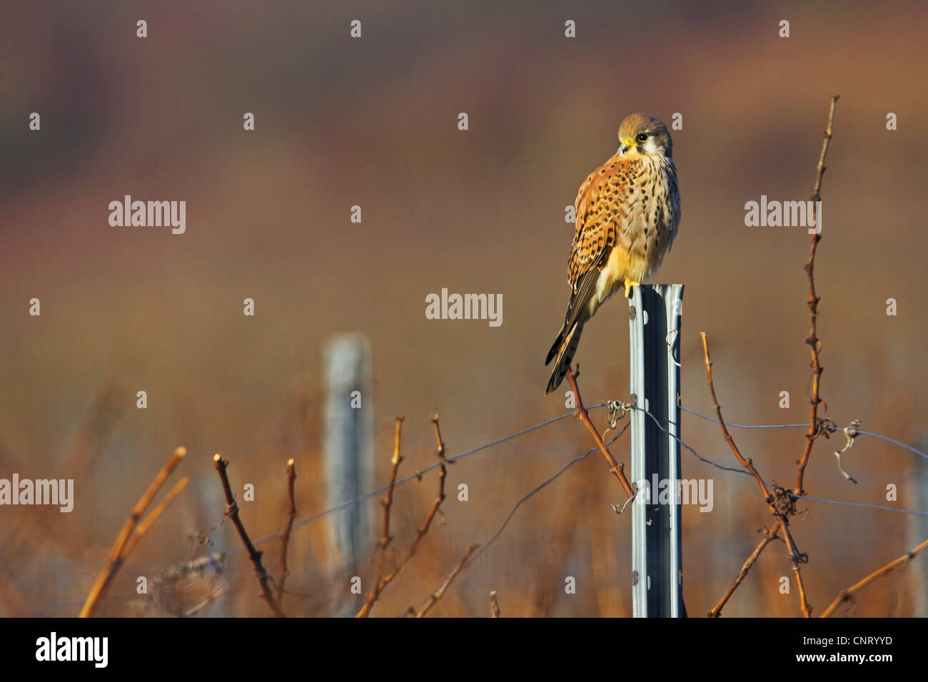 Turmfalken (Falco Tinnunculus), am Zaun, Deutschland, Rheinland-Pfalz Stockfoto