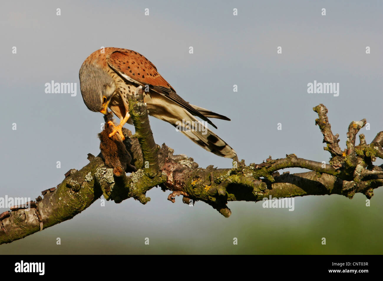 Turmfalken (Falco Tinnunculus), Fütterung Beute auf einem Ast, Deutschland, Rheinland-Pfalz Stockfoto