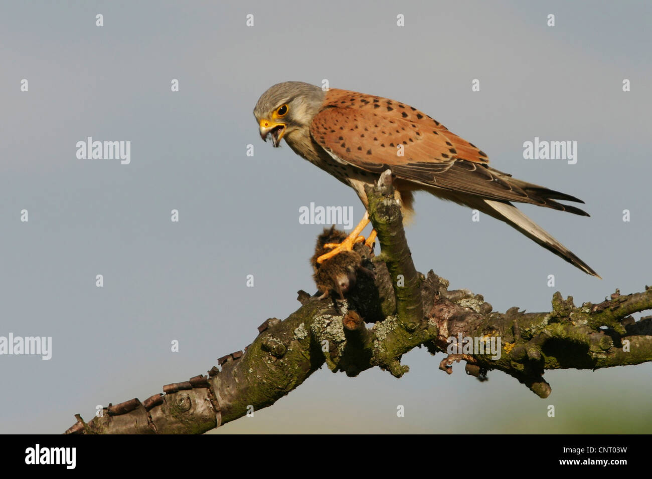Turmfalken (Falco Tinnunculus), Fütterung Beute auf einem Ast, Deutschland, Rheinland-Pfalz Stockfoto