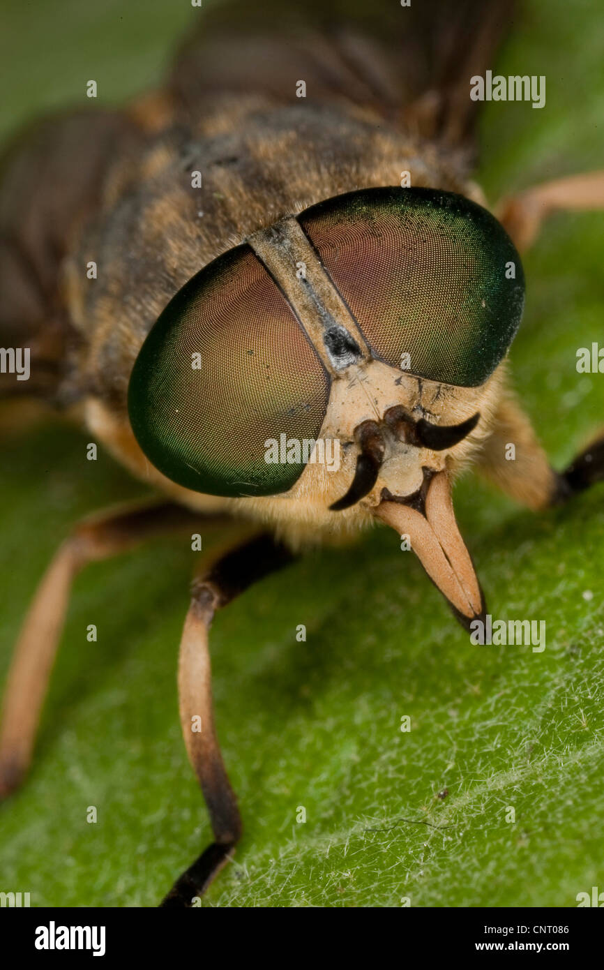 großen Pferdebremse (Tabanus Bovinus), mit stechen Mandibeln und Facettenaugen, Deutschland Stockfoto