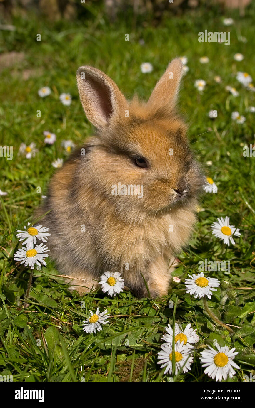 Zwerg Kaninchen (Oryctolagus Cuniculus F. Domestica), auf einer Wiese mit Gänseblümchen Rasen im Frühjahr, Deutschland Stockfoto