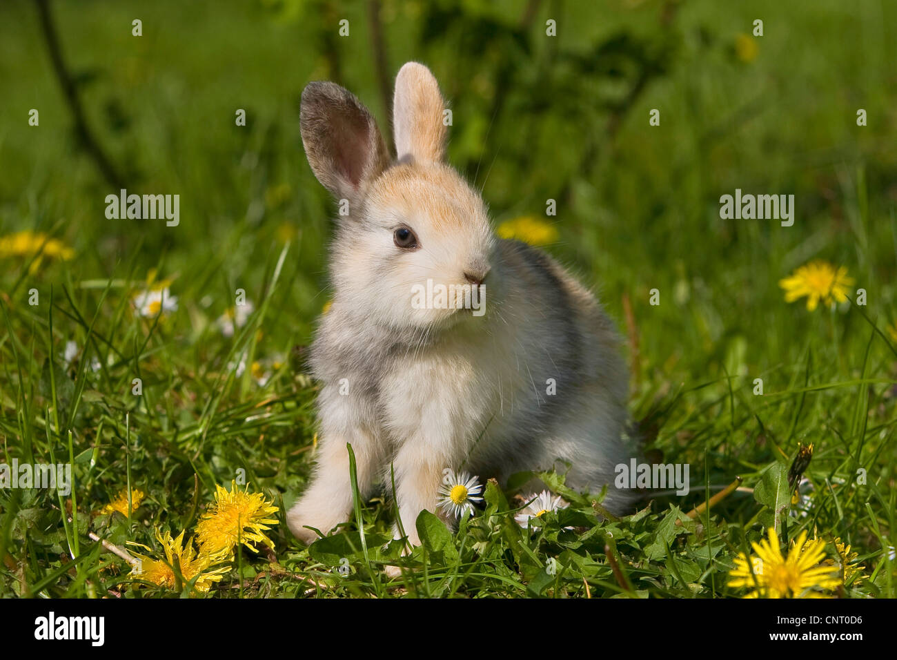 Zwerg Kaninchen (Oryctolagus Cuniculus F. Domestica), auf einer Wiese mit Löwenzahn und Rasen Daisy im Frühjahr, Deutschland Stockfoto