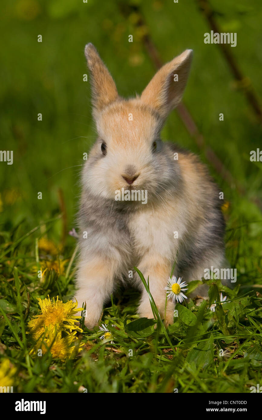 Zwerg Kaninchen (Oryctolagus Cuniculus F. Domestica), auf einer Wiese mit Löwenzahn und Rasen Daisy im Frühjahr, Deutschland Stockfoto