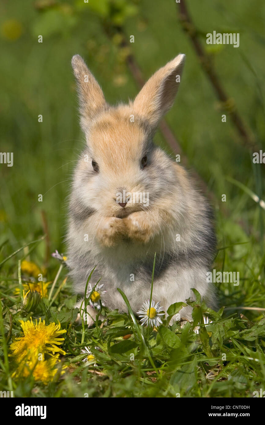 Zwerg Kaninchen (Oryctolagus Cuniculus F. Domestica), Körperpflege auf einer Wiese mit Löwenzahn und Rasen Daisy im Frühjahr, Deutschland Stockfoto